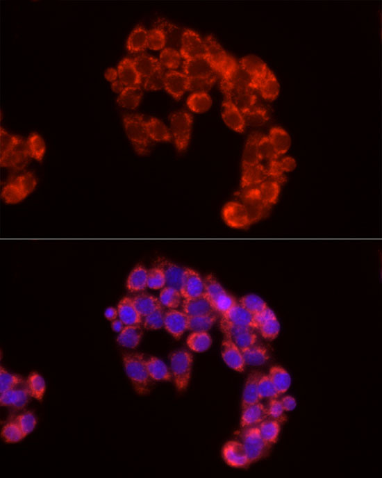 Immunofluorescence analysis of HepG2 cells using Cytochrome C Polyclonal antibody at dilution of 1:50 (40x lens). Blue: DAPI for nuclear staining.