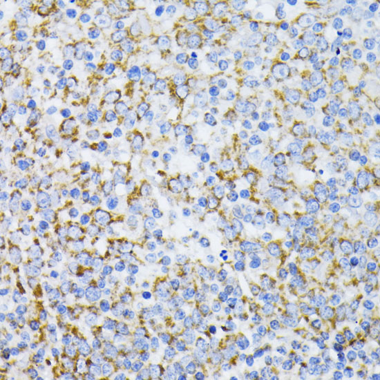 Immunohistochemistry of paraffin-embedded human tonsil using Cytochrome C Polyclonal antibody at dilution of 1:100 (40x lens).Perform microwave antigen retrieval with 10 mM PBS buffer pH 7.2 before commencing with IHC staining protocol.