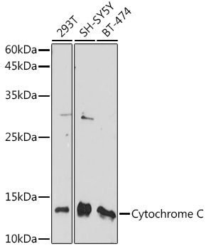 Western blot analysis of extracts of various cell lines using Cytochrome C Polyclonal Antibody at 1:1000 dilution.