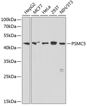 Western blot analysis of extracts of various cell lines using PSMC5 Polyclonal Antibody at 1:1000 dilution.