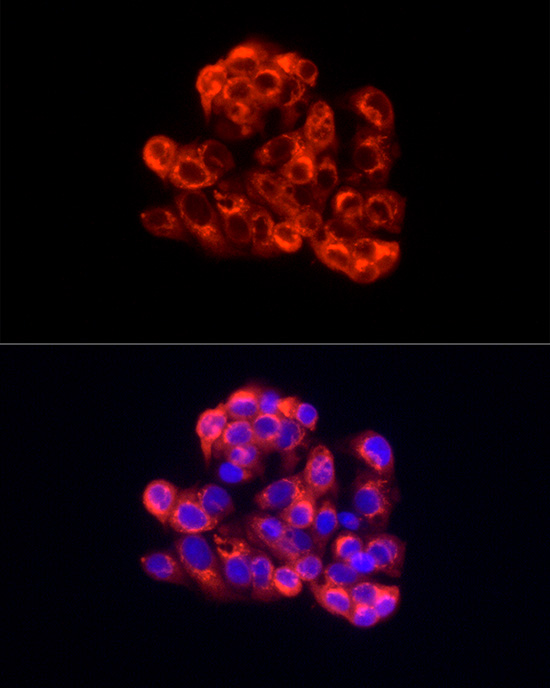 Immunofluorescence analysis of HepG2 cells using Albumin Polyclonal Antibody at dilution of 1:50 (40x lens). Blue: DAPI for nuclear staining.