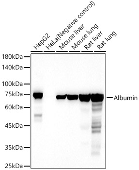 Western blot analysis of various lysates using Albumin Polyclonal Antibody at 1:500 dilution.