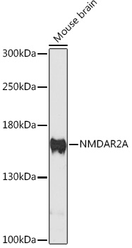 Western blot analysis of extracts of mouse brain using NMDAR2A Polyclonal Antibody at 1:3000 dilution.