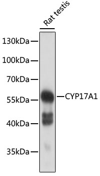 Western blot analysis of extracts of rat testis using CYP17A1 Polyclonal Antibody at 1:500 dilution.