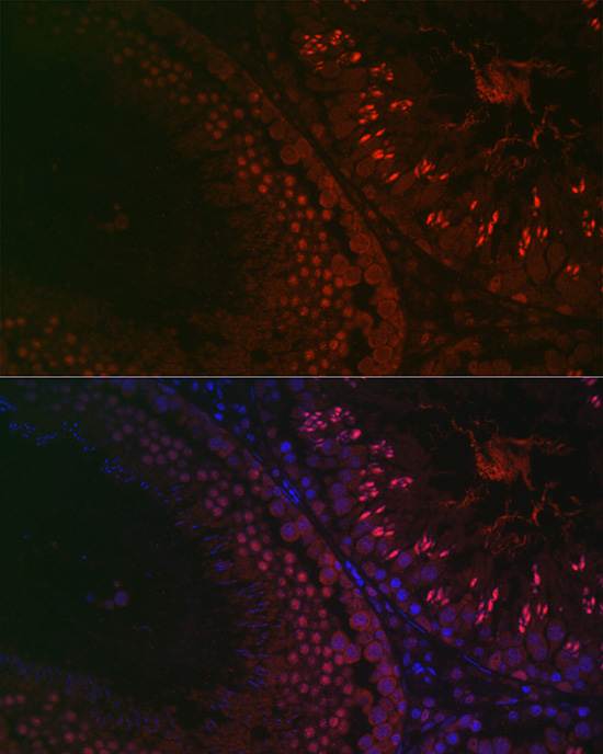 Immunofluorescence analysis of rat testis using DAZL Polyclonal antibody at dilution of 1:100 (40x lens). Blue: DAPI for nuclear staining.