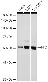 Western blot analysis of extracts of various cell lines using FTO Polyclonal Antibody at 1:1000 dilution.