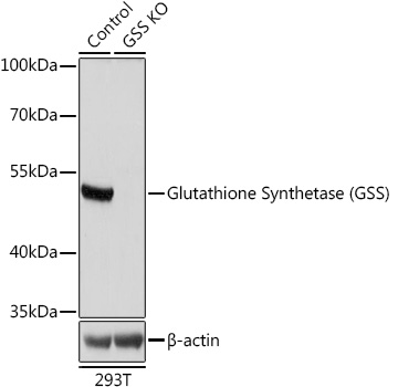 Western blot analysis of extracts from normal (control) and Glutathione Synthetase (Glutathione Synthetase (GSS)) knockout (KO) 293T cells using Glutathione Synthetase (Glutathione Synthetase (GSS)) Polyclonal Antibody at 1:1000 dilution.