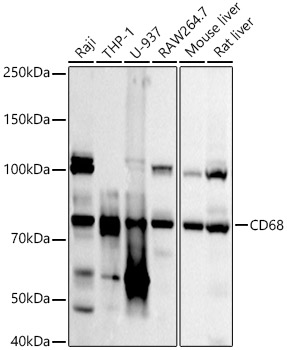 Western blot analysis of extracts of various cell lines using CD68 Polyclonal Antibody at 1:1000 dilution.