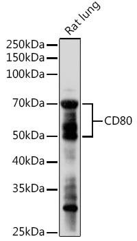 Western blot analysis of extracts of Rat lung using CD80 Polyclonal Antibody at 1:1000 dilution.