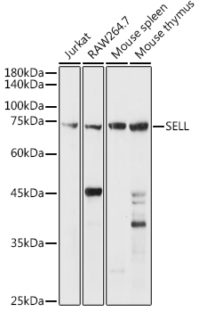 Western blot analysis of extracts of various cell lines using CD62L/L-Selectin Polyclonal Antibody at 1:1000 dilution.