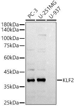 Western blot analysis of extracts of various cell lines using KLF2 Polyclonal Antibody at 1:2000 dilution.