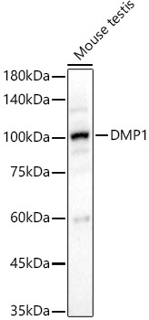 Western blot analysis of Mouse testis using DMP1 Polyclonal Antibody at 1:500 dilution.