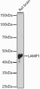 Western blot analysis of extracts of Rat brain using LAMP1 Polyclonal Antibody at 1:1000 dilution.