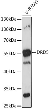 Western blot analysis of extracts of U-87MG cells using DRD5 Polyclonal Antibody at 1:1000 dilution.