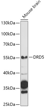 Western blot analysis of extracts of Mouse brain using DRD5 Polyclonal Antibody at 1:1000 dilution.