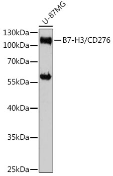 Western blot analysis of extracts of U-87MG cells using CD276/B7-H3 Polyclonal Antibody at 1:3000 dilution.