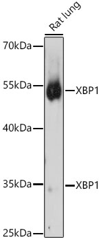 Western blot analysis of extracts of various cell lines using XBP1 Polyclonal Antibody at 1:1000 dilution.