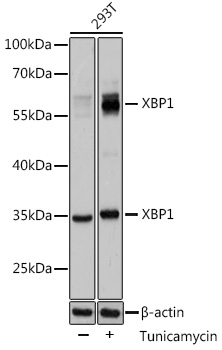 Western blot analysis of extracts of 293T cells using XBP1 Polyclonal Antibody at 1:1000 dilution.293T cells were treated by tunicamycin (2 μg/ml) for 8 hours.