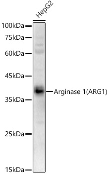 Western blot analysis of HepG2 using Arginase1 (ARG1) Polyclonal Antibody at 1:400 dilution.