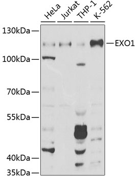 Western blot analysis of extracts of various cell lines using EXO1 Polyclonal Antibody at 1:1000 dilution.