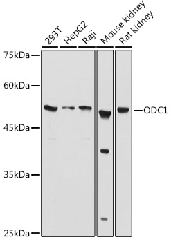 Western blot analysis of extracts of various cell lines using ODC1 Polyclonal Antibody at 1:1000 dilution.