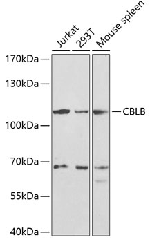 Western blot analysis of extracts of various cell lines using CBLB Polyclonal Antibody at 1:1000 dilution.