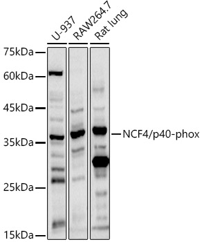 Western blot analysis of extracts of various cell lines using NCF4/p40-phox  Polyclonal Antibody at 1:1000 dilution.
