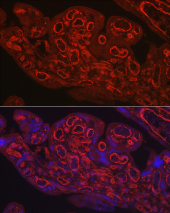 Immunofluorescence analysis of human placenta using CD31/PECAM1 Polyclonal Antibody at dilution of 1:250 (40x lens). Blue: DAPI for nuclear staining.