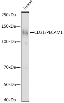 Western blot analysis of extracts of Jurkat cells using CD31/PECAM1 Polyclonal Antibody at cells using CD31/PECAM1 Polyclonal Antibody at 1:1000 dilution.