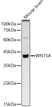 Western blot analysis of Mouse brain using WNT5A Polyclonal Antibody at 1:1000 dilution.