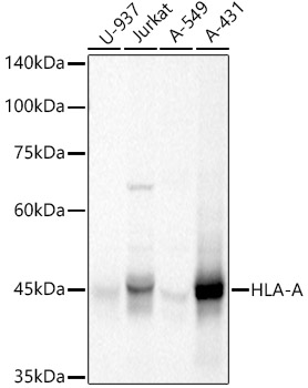 Western blot analysis of extracts of various lysates using HLA-A Polyclonal Antibody at 1:1000 dilution.