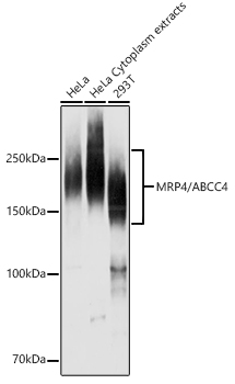 Western blot analysis of extracts of various cell lines using MRP4/ABCC4 Polyclonal Antibody at 1:1000 dilution.