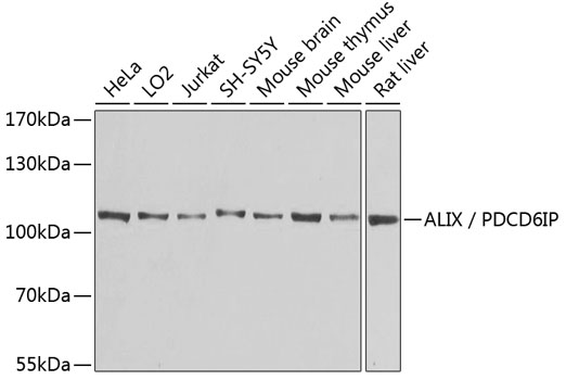 Western blot analysis of extracts of various cell lines using ALIX / PDCD6IP Polyclonal Antibody at 1:1000 dilution.