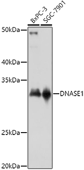 Western blot analysis of extracts of various cell lines using DNASE1 Polyclonal Antibody at 1:1000 dilution.