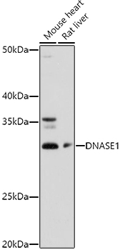 Western blot analysis of extracts of various cell lines using DNASE1 Polyclonal Antibody at 1:1000 dilution.