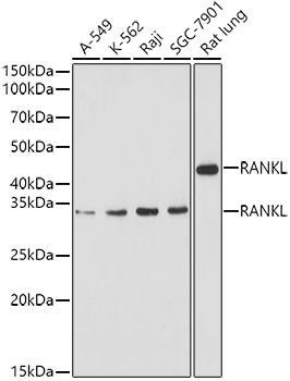 Western blot analysis of extracts of various cell lines using RANKL Polyclonal Antibody at 1:1000 dilution.