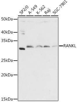 Western blot analysis of extracts of various cell lines using RANKL Polyclonal Antibody at 1:1000 dilution.