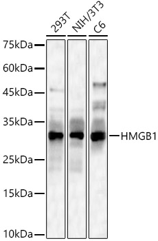 Western blot analysis of various lysates using HMGB1 Polyclonal Antibody at 1:1000 dilution.