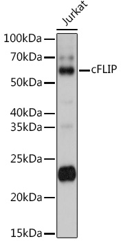 Western blot analysis of extracts of Jurkat cells using cFLIP Polyclonal Antibody at cells using cFLIP Polyclonal Antibody at 1:1000 dilution.