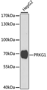 Western blot analysis of extracts of HepG2 cells using PRKG1 Polyclonal Antibody at 1:1000 dilution.