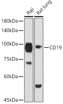 Western blot analysis of extracts of various cell lines using CD19 Polyclonal Antibody at 1:1000 dilution.