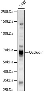 Western blot analysis of 293T using Occludin Polyclonal Antibody at 1:2000 dilution.