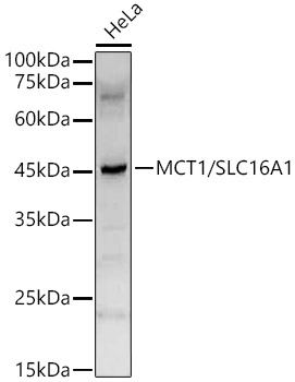 Western blot analysis of extracts of HeLa cells using MCT1/SLC16A1 Polyclonal Antibody at 1:2000 dilution.