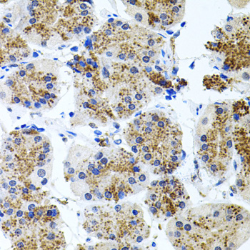 Immunohistochemistry of paraffin-embedded human stomach using Somatostatin Receptor 2 (SSTR2) Polyclonal Antibody at dilution of 1:100 (40x lens).Perform microwave antigen retrieval with 10 mM PBS buffer pH 7.2 before commencing with IHC staining protocol.