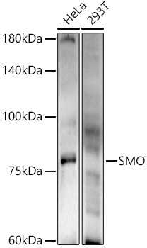 Western blot analysis of extracts of various cell lines using SMO  Polyclonal Antibody at 1:500 dilution.