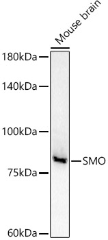 Western blot analysis of extracts of Mouse brain using SMO  Polyclonal Antibody at 1:500 dilution.