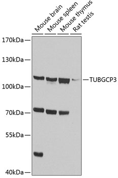 Western blot analysis of extracts of various cell lines using TUBGCP3 Polyclonal Antibody at 1:1000 dilution.