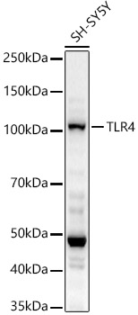 Western blot analysis of SH-SY5Y using TLR4 Polyclonal Antibody at 1:2000 dilution.
