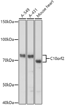 Western blot analysis of extracts of various cell lines using C10orf2 Polyclonal Antibody at 1:1000 dilution.