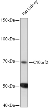 Western blot analysis of extracts of Rat kidney using C10orf2 Polyclonal Antibody at 1:1000 dilution.